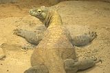 leipzig zoo-01_07_2011_gondwanaland_160